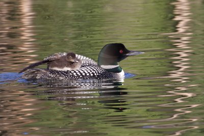 20150622 7I5A0908.CR2.jpg