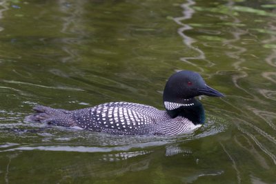20150622 7I5A1463.jpg