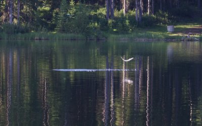 loons_2015