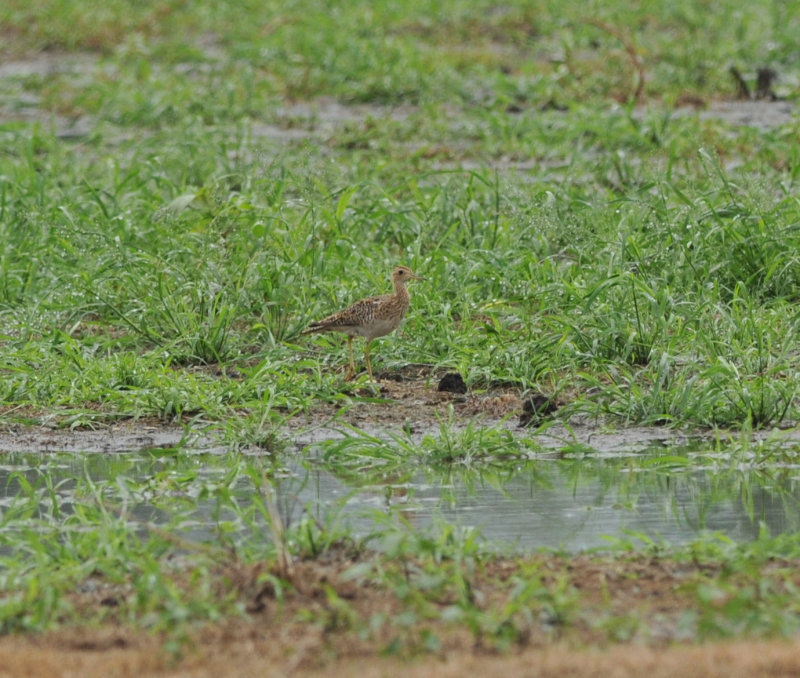 Upland Sandpiper, Eagleville Sod Farm, Rutherford Co., 8 Aug 13