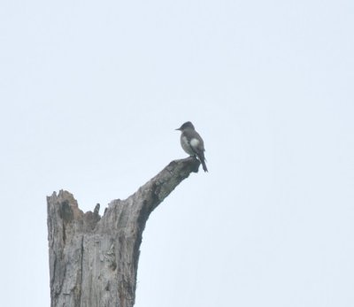 Olive-sided Flycatcher, Cheatham WMA, 20 May 13