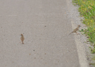 Lark Sparrow pair, Swamp Rd, Eagleville, Rutherford Co., Apr 13