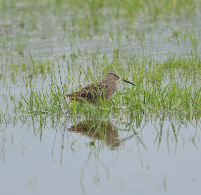 Long-billed Dowitcher, Eagleville, Rutherford Co., Apr 13