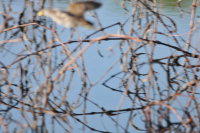 Sora, Priest Field Trial area, Rutherford Co., Apr 13