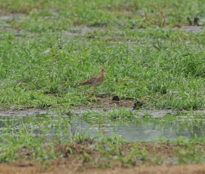 Upland Sandpiper, Eagleville Sod Farm, Rutherford Co., 8 Aug 13
