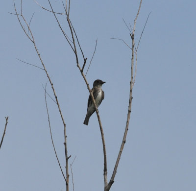 Olive-sided Flycatcher, Lake Co., TN, 16 Aug 13