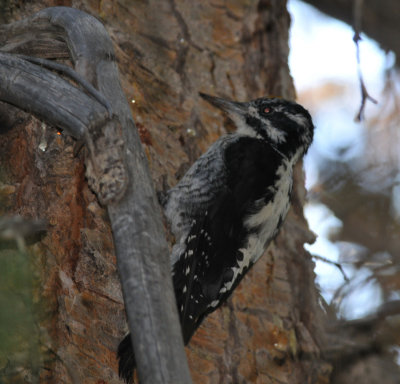 American Three-toed Woodpecker, Silver Lake, Utah