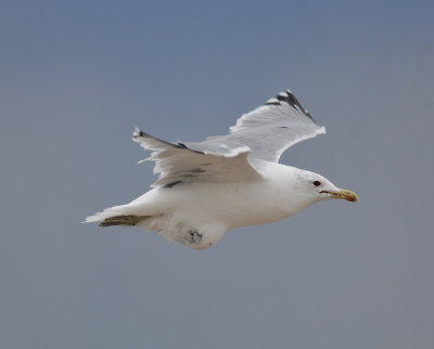 California Gull with growth, Antelope Island SP, Utah