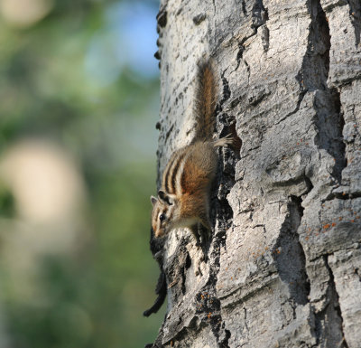 Chipmunk species (I think), Silver Lake, Utah