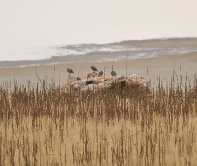 Chukar, Antelope Island SP, Utah, 24 Aug 13