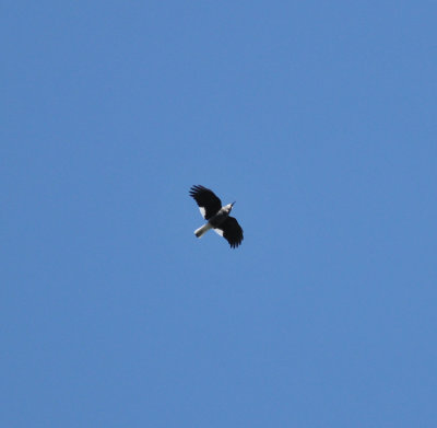 Clark's Nutcracker, Donut Falls trail, Big Cottonwood Canyon, Utah