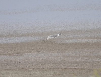 Franklin's Gull chasing brine flies, Antelope Island SP, Utah