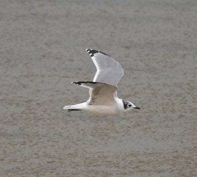 Franklin's Gull, Antelope Island SP, Utah