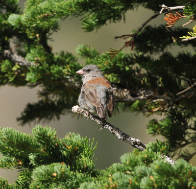 Gray-headed Junco, Snowbird, Utah