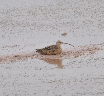 Long-billed Curlew, Antelope Island SP, Utah