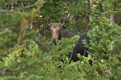 Moose, Snowbird, Utah