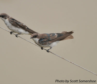 Tree Swallow, Antelope Island SP, Utah