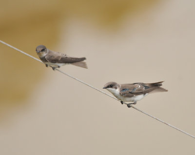 Bank (L), Tree Swallow (R), Antelope Island SP, Utah