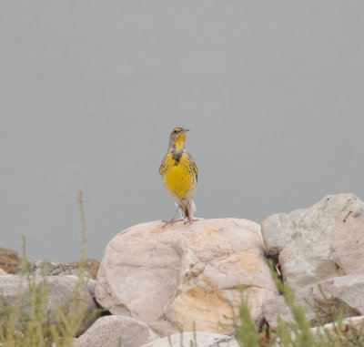 Western Meadowlark, Antelope Island SP, Utah