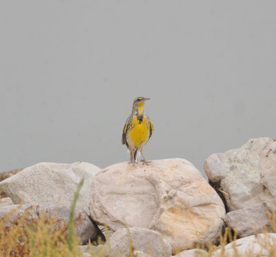 Western Meadowlark, Antelope Island SP, Utah