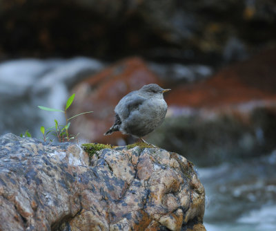 American Dipper, Big Cottonwood Canyon, Utah