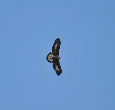 Golden Eagle, Deseret Ranch, Utah