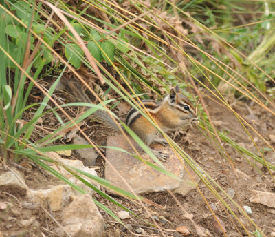 Chipmunk or Ground squirrel, Snowbird, Utah