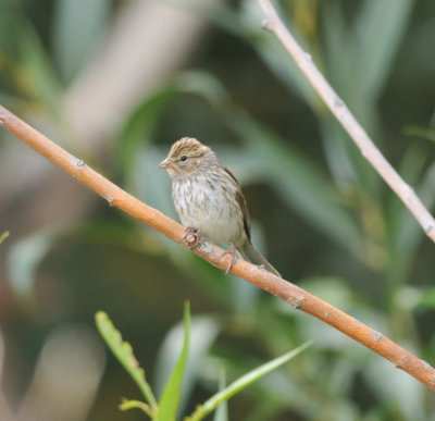 Chipping Sparrow, Deseret Ranch, Utah