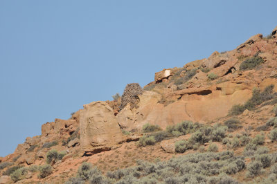 Ferruginous Hawk nest, Deseret Ranch, Utah