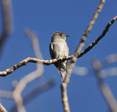 Western Wood-pewee, Little Cottonwood Canyon, Utah