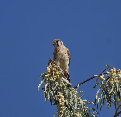 American Kestrel, Garr Ranch, Antelope Island SP, Utah