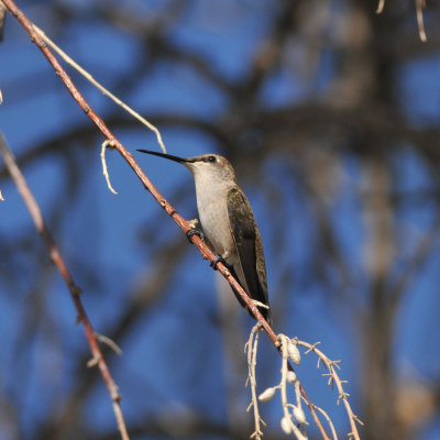 Black-chinned Hummingbird, Garr Ranch, Antelope Island SP, Utah