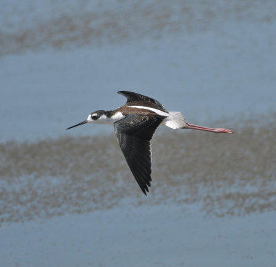 Black-necked Stilt immature, Antelope Island SP, Utah