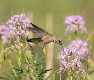 Calliope Hummingbird, Garr Ranch, Antelope Island SP, Utah