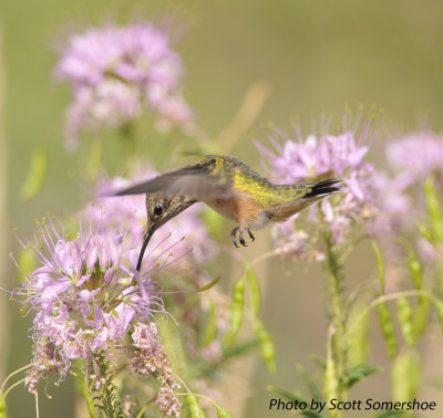 Broad-tailed Hummingbird, Garr Ranch, Antelope Island SP, Utah