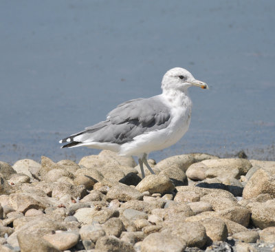 California Gull, Antelope Island SP, Utah