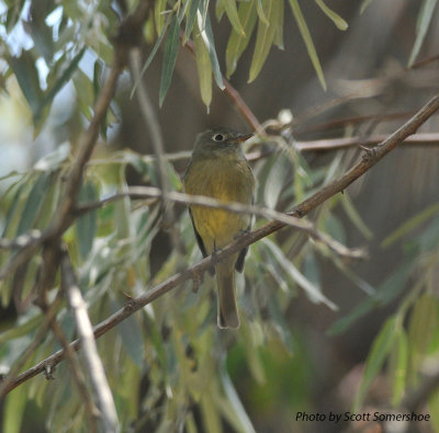 Cordilleran Flycatcher, Garr Ranch, Antelope Island SP, Utah