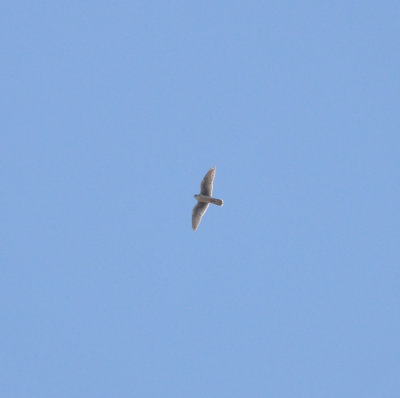 Prairie Falcon, Antelope Island SP, Utah