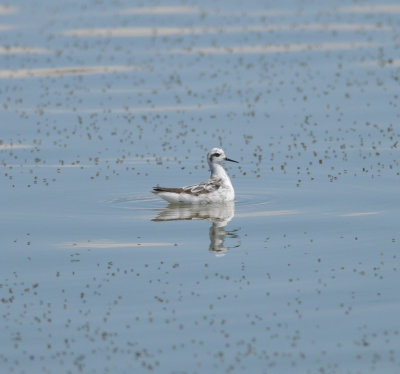 Red-necked Phalarope, Antelope Island SP, Utah