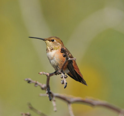 Rufous Hummingbird female, Garr Ranch, Antelope Island SP, Utah