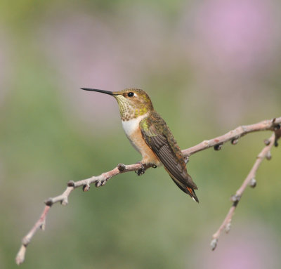 Rufous Hummingbird female, Garr Ranch, Antelope Island SP, Utah