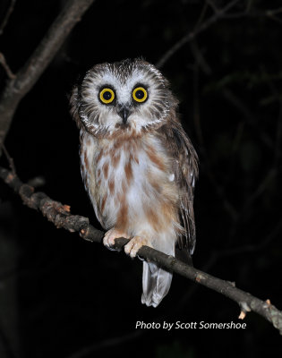 Northern Saw-whet Owl, banded, 23 Sept 13
