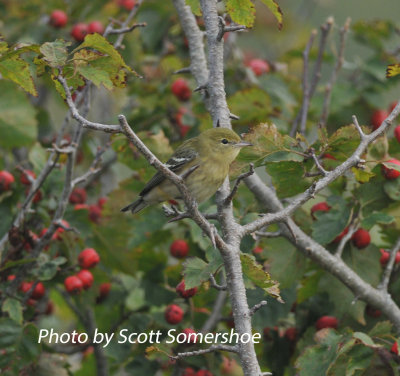 Bay-breasted Warbler