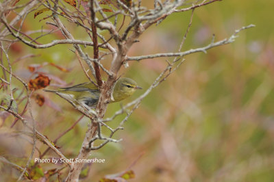 Tennessee Warbler