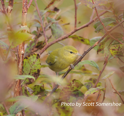 Tennessee Warbler