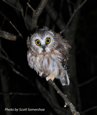 Northern Saw-whet Owl, banded, 23 Sept 13