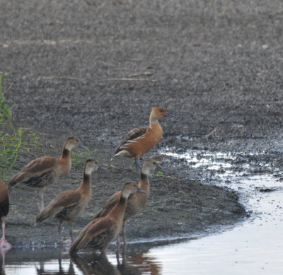 Fulvous Whistling-Duck, Ensley, Shelby Co, TN, 17 Oct 13