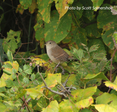 House Wren, west of the MS river, Shelby Co, TN, 17 Oct 13