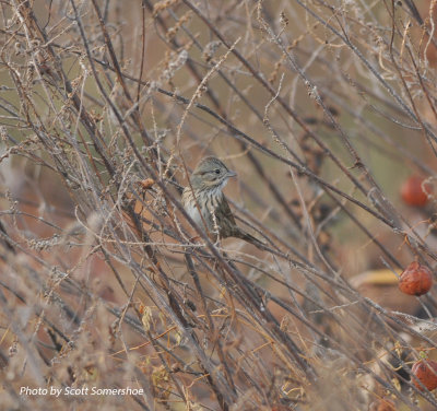 Lincoln's Sparrow, Priest Field Trial Area, Rutherford Co., 30 Oct 13
