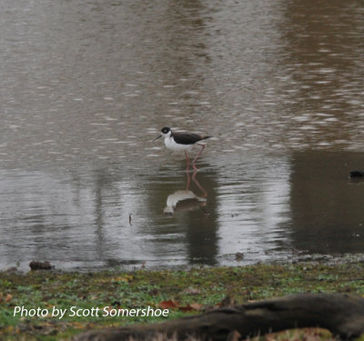 Black-necked Stilt, Robertson Co., TN, 9 Dec 13